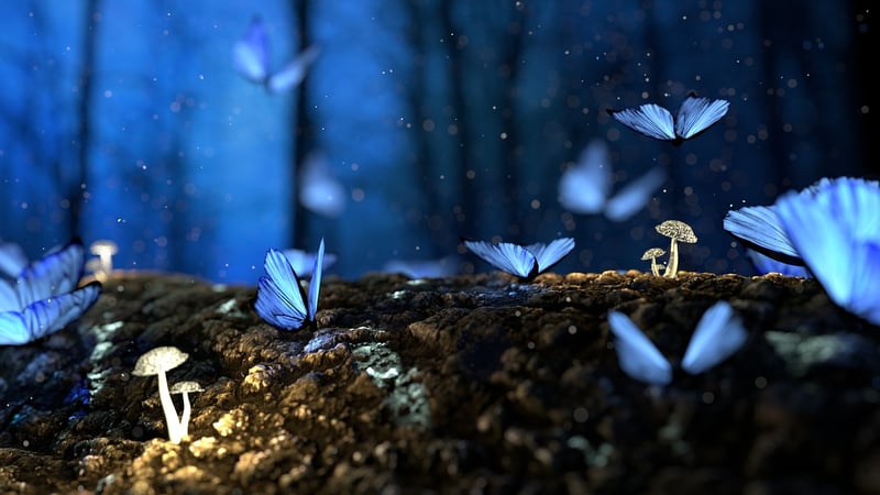 Enchanted forest settings