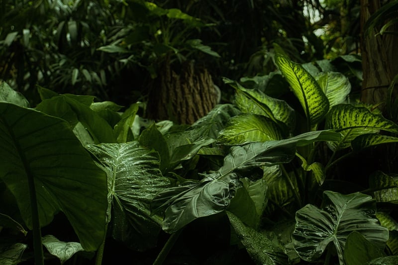 Mystical botanicals